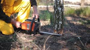 How Our Tree Care Process Works  in  Grifton, NC